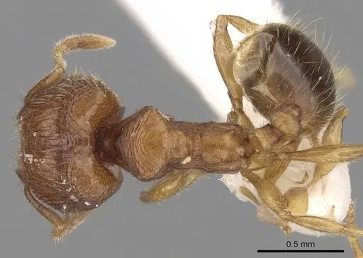 Pheidole hongkongensis specimen