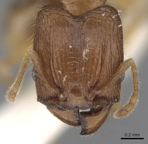 Pheidole hongkongensis specimen