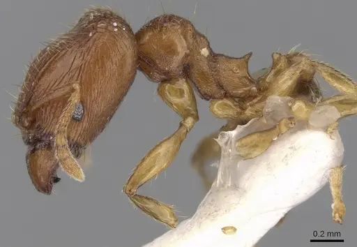 Pheidole hongkongensis specimen