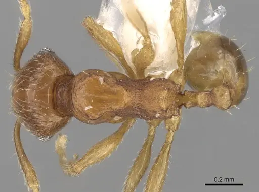 Pheidole hongkongensis - CASENT0281728