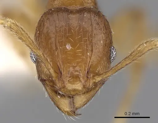 Pheidole hongkongensis - CASENT0281728