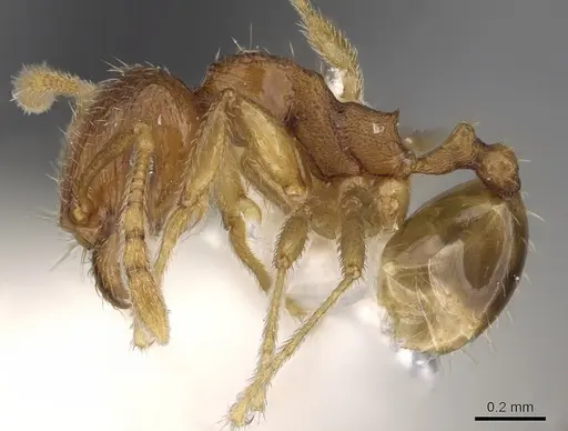 Pheidole hongkongensis - CASENT0281728