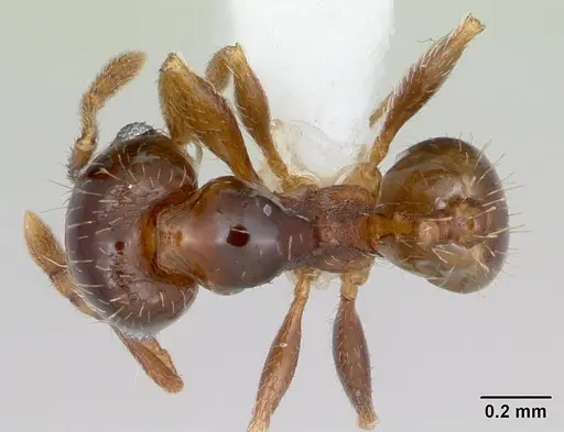 Pheidole hoplitica specimen