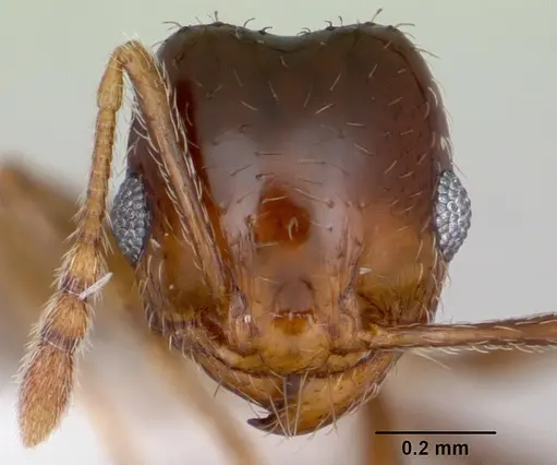 Pheidole hoplitica specimen