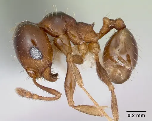 Pheidole hoplitica specimen