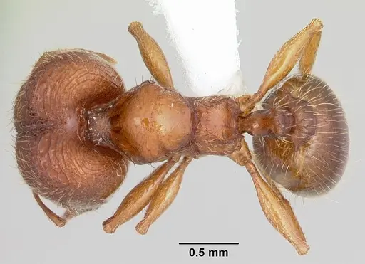 Pheidole hoplitica - CASENT0104751