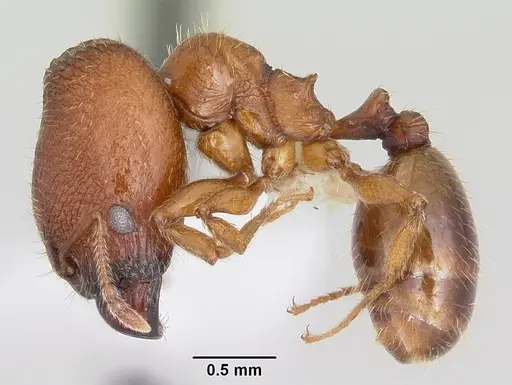Pheidole hoplitica - CASENT0104751