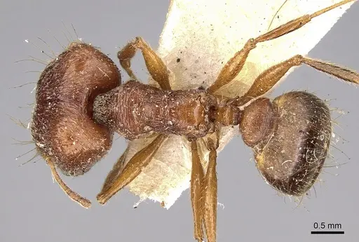 Pheidole horni specimen