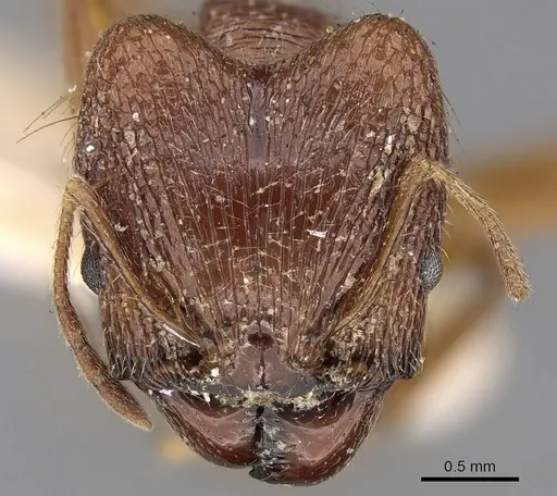 Pheidole horni specimen