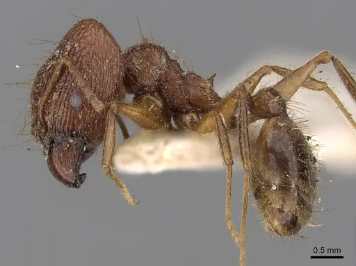 Pheidole horni specimen