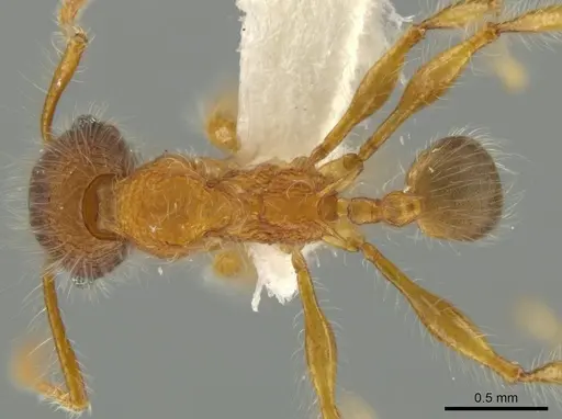 Pheidole horribilis specimen