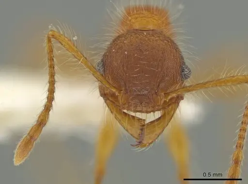Pheidole horribilis specimen