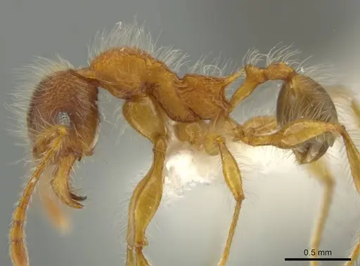 Pheidole horribilis specimen