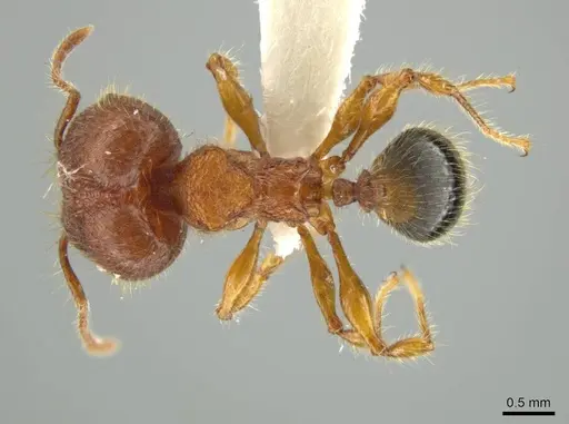 Pheidole horribilis - JTLC000016405