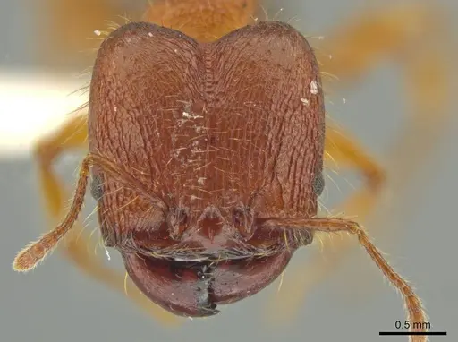 Pheidole horribilis - JTLC000016405