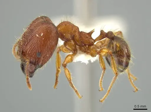 Pheidole horribilis - JTLC000016405