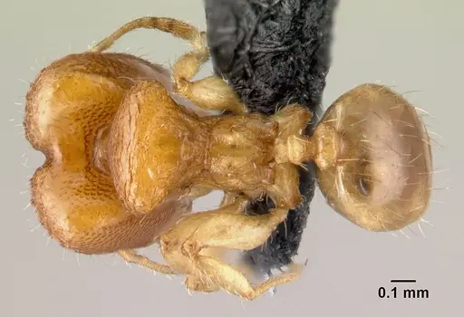 Pheidole hortensis specimen
