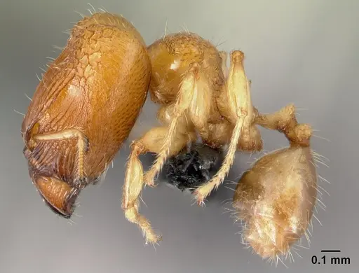 Pheidole hortensis specimen