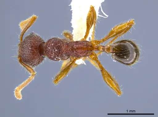 Pheidole hortonae specimen
