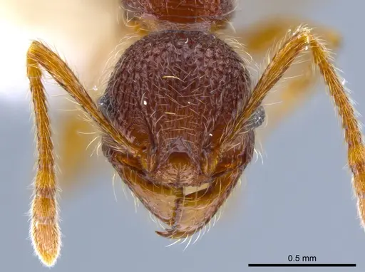 Pheidole hortonae specimen