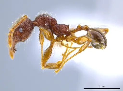 Pheidole hortonae specimen