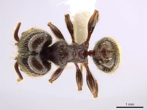 Pheidole hortonae - JTLC000015109
