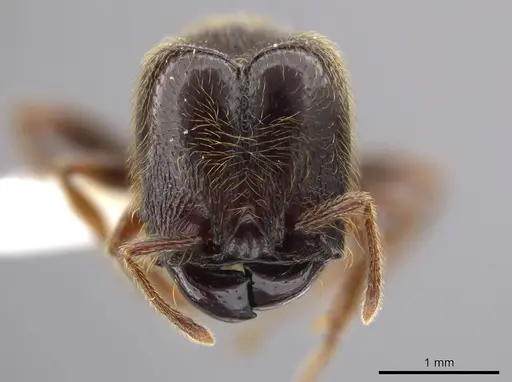 Pheidole hortonae - JTLC000015109