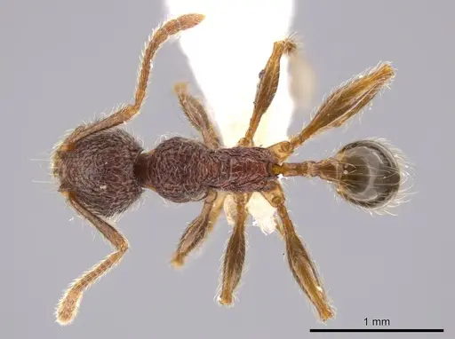 Pheidole hortonae - JTLC000015148