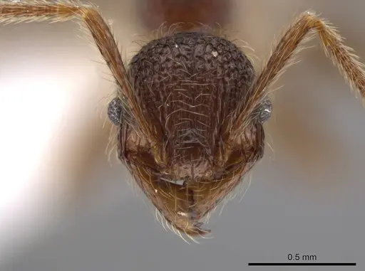 Pheidole hortonae - JTLC000015148