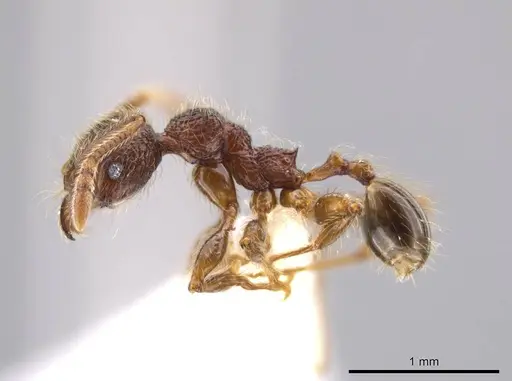 Pheidole hortonae - JTLC000015148