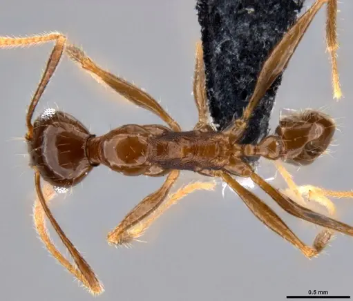 Pheidole hospes specimen