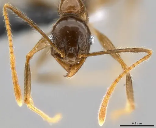 Pheidole hospes specimen