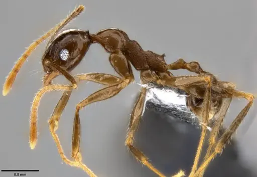 Pheidole hospes specimen