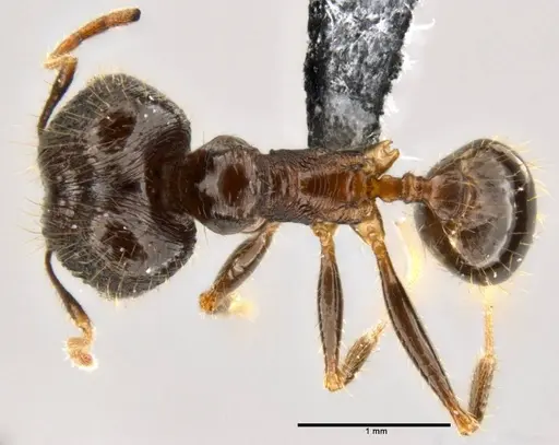 Pheidole hospes - CASENT0219503