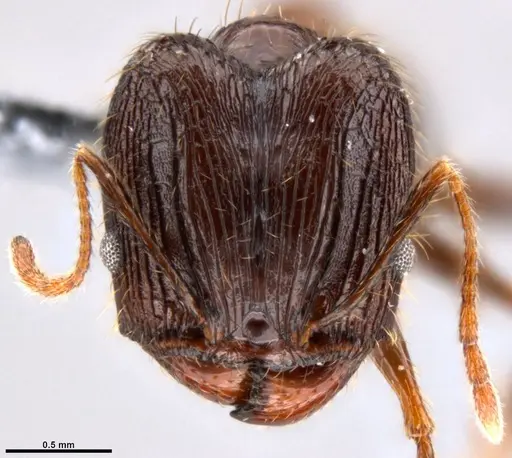 Pheidole hospes - CASENT0219503