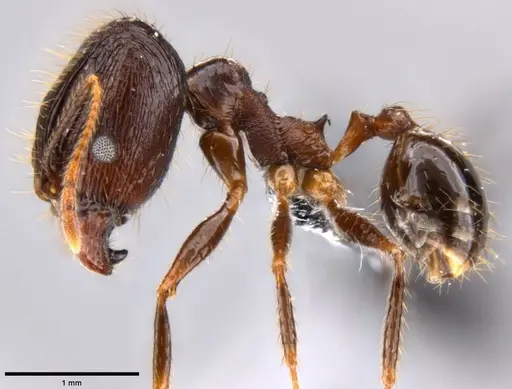 Pheidole hospes - CASENT0219503