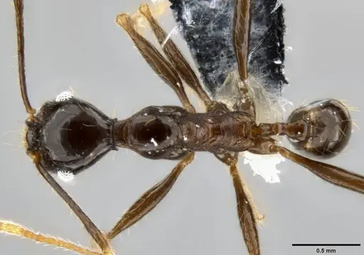 Pheidole hospes - CASENT0219511