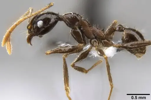 Pheidole hospes - CASENT0219511