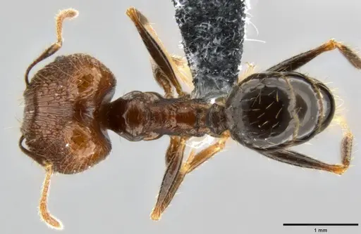 Pheidole hospes - CASENT0219517