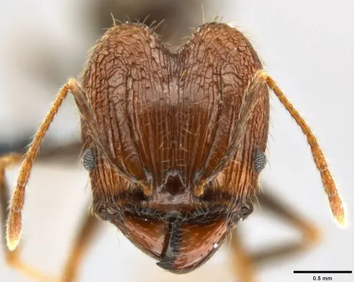 Pheidole hospes - CASENT0219517