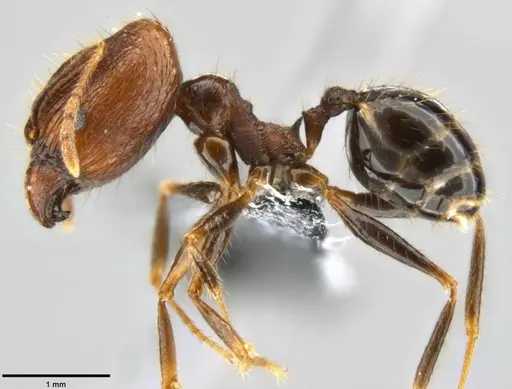 Pheidole hospes - CASENT0219517