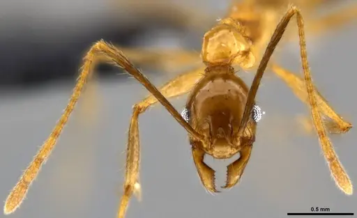 Pheidole hospes - CASENT0219520