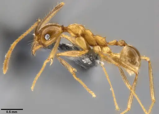 Pheidole hospes - CASENT0219520