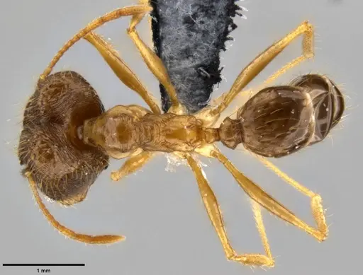 Pheidole hospes - CASENT0219522