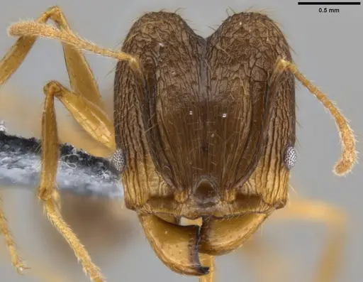 Pheidole hospes - CASENT0219522