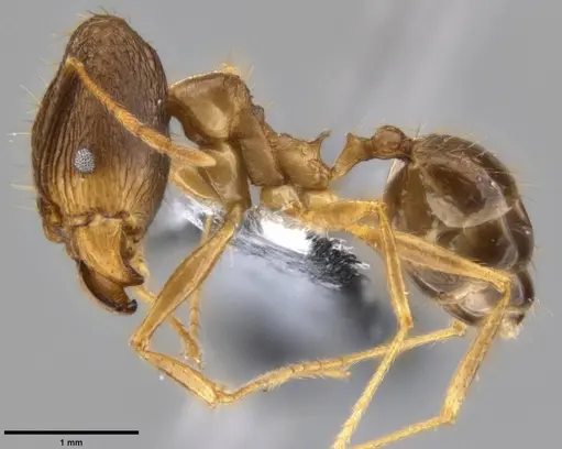 Pheidole hospes - CASENT0219522