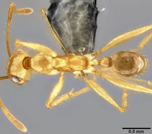 Pheidole hospes - CASENT0219523