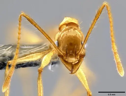 Pheidole hospes - CASENT0219523