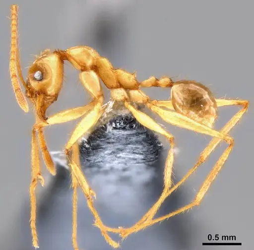 Pheidole hospes - CASENT0219523