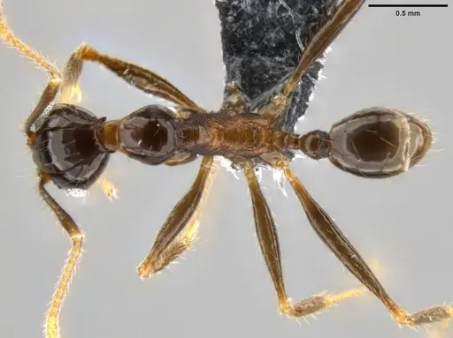 Pheidole hospes - CASENT0282674